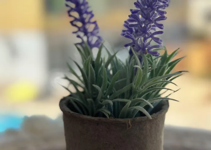 Sun Plaza - Adults Only