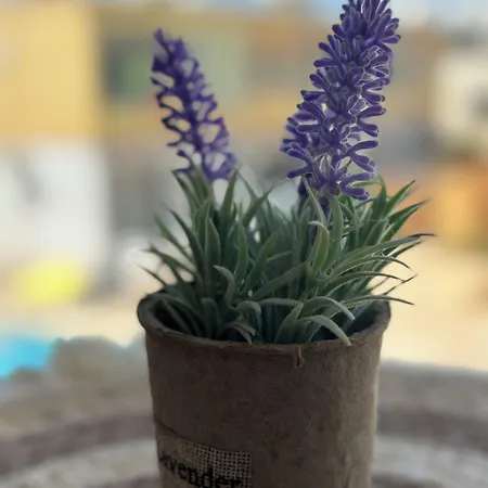 Sun Plaza - Adults Only